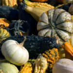 4 Thanksgiving Themed Social and Emotional Activities